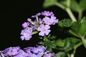 plant with purple small flowers in drops of water close-up