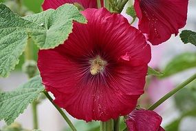 tall burgundy flowers in the garden