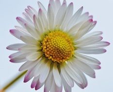 daisy with pale pink petals closeup