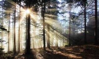 sunbeams bursting through fog in spruce forest