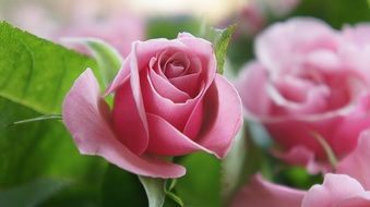 delicate pink roses on the shrub