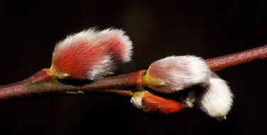 pussy willows on the branch