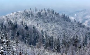 incredibly handsome Snow Frost forest