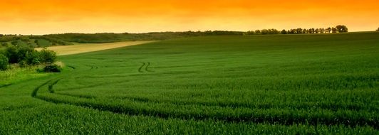 green Wheat field summer panorama