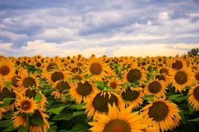 sunflower field beneath cloudy sky