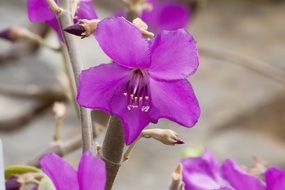 Merianthera Burlemarxii close up