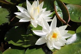 two white water lilies in the sunlight