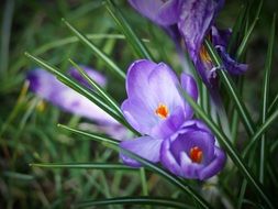 purple crocus flowers on the spring meadow