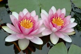 two water lilies with pale pink petals close up
