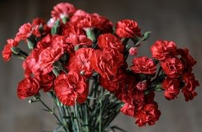 bouquet of red carnations on a gray background