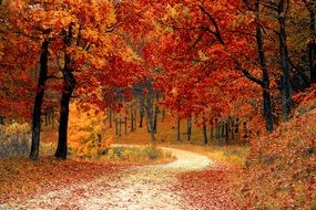 photo of bright autumn forest