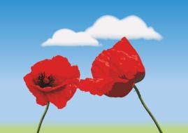 poppy on a background of blue sky with a cloud