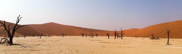 Africa Namibia bared trees sand desert Landscape