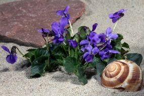 Violet flower and seashell