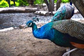two colorful Peacocks in park