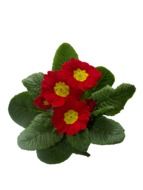 red with yellow center Primrose