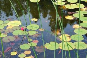 lily leaves and marsh grass in a pond