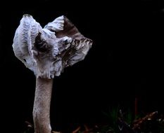 poisonous twisted mushroom on a dark background