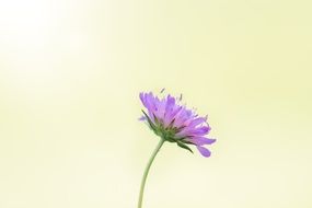 Violet purple flower with the background