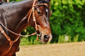 purebred stallion on a sunny day close-up