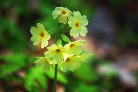 yellow primrose flowers on a blurry background