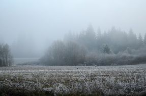 fog over a frozen forest