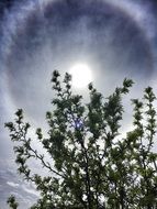 halo around the bright sun