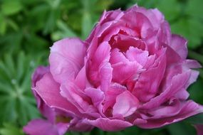 Tulip Petals