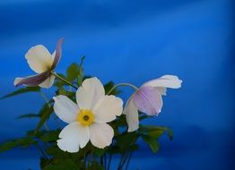 white flowers with green leaves on a blue background