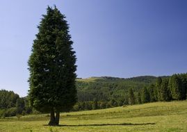 conifer on a green field