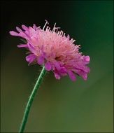pink flower on a blurry green background