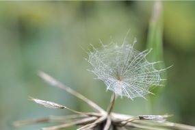 dandelion composites