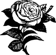 sketch of a garden rose