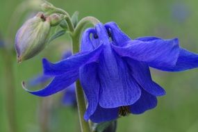 Mountain Columbine Flowers