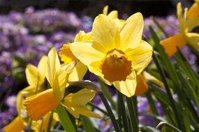 Narcissus Amaryllis
