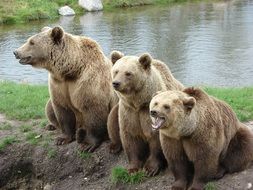 bears in a natural park