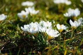 white crocuses in a spring meadow in the sun