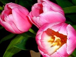 bouquet of pink tulips with green leaves