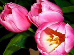 bouquet of pink tulips with green leaves