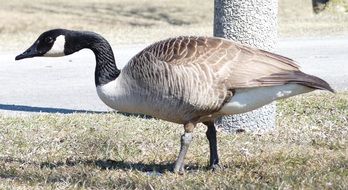 duck in Quebec