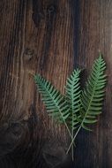 forest fern on a background of a wooden wall