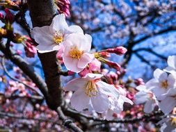 Beautiful and colorful cherry tree blossoms in Tokyo