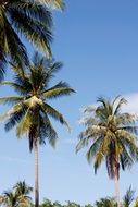 palm trees in Thailand on a sunny day