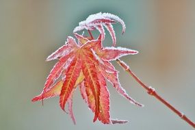 frozen maple leaf on a branch
