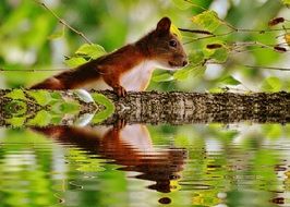 a reflection of the red squirrel in the water