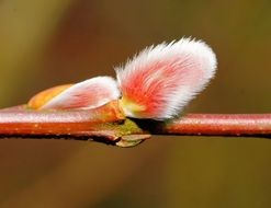 Pussy Willow in february