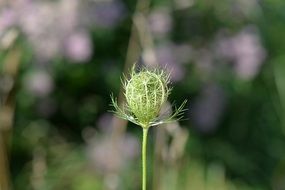 Caraway Plant Wild