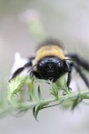 honey bee with black mustache on a green plant