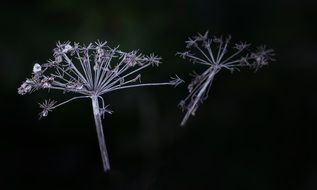 dry seeds of plant on a black background