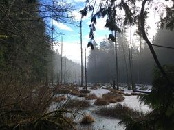 Landscape of swamp forest